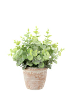 Faux 10 in Eucalyptus and 16 in Citrus Topiary Set