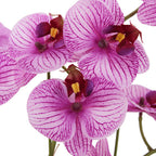 23 Faux Orchid Arrangement in Purple - Lifelike Phalaenopsis in White Ceramic Pot