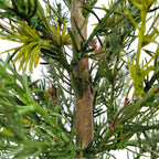 2' Pine Tree with Lifelike Branches and Rustic Pinecones in Brown Wired Basket