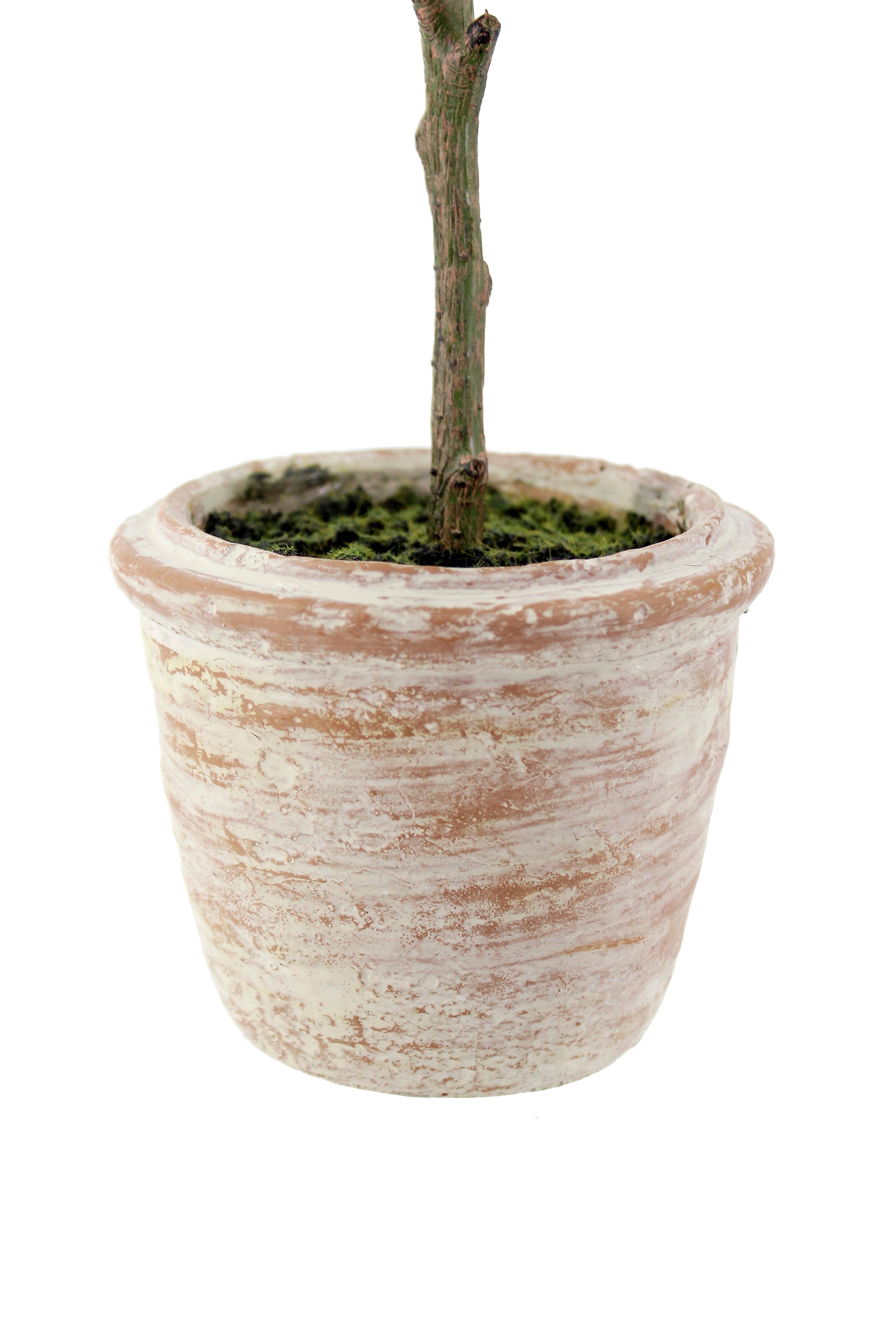 Elegant 12 Rosemary & 16 Olive Faux Topiary Set in Authentic Terracotta Pots