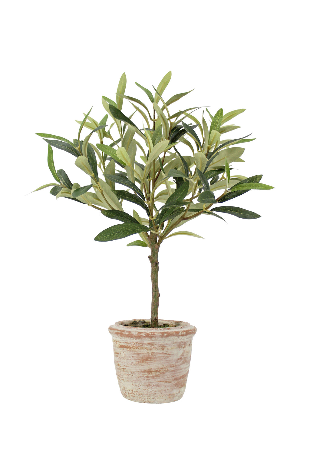 Elegant 12 Rosemary & 16 Olive Faux Topiary Set in Authentic Terracotta Pots