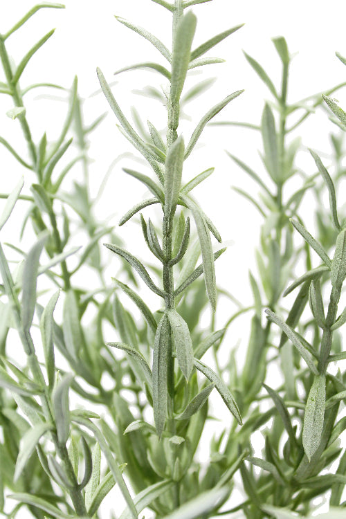 Elegant 12 Rosemary & 16 Olive Faux Topiary Set in Authentic Terracotta Pots
