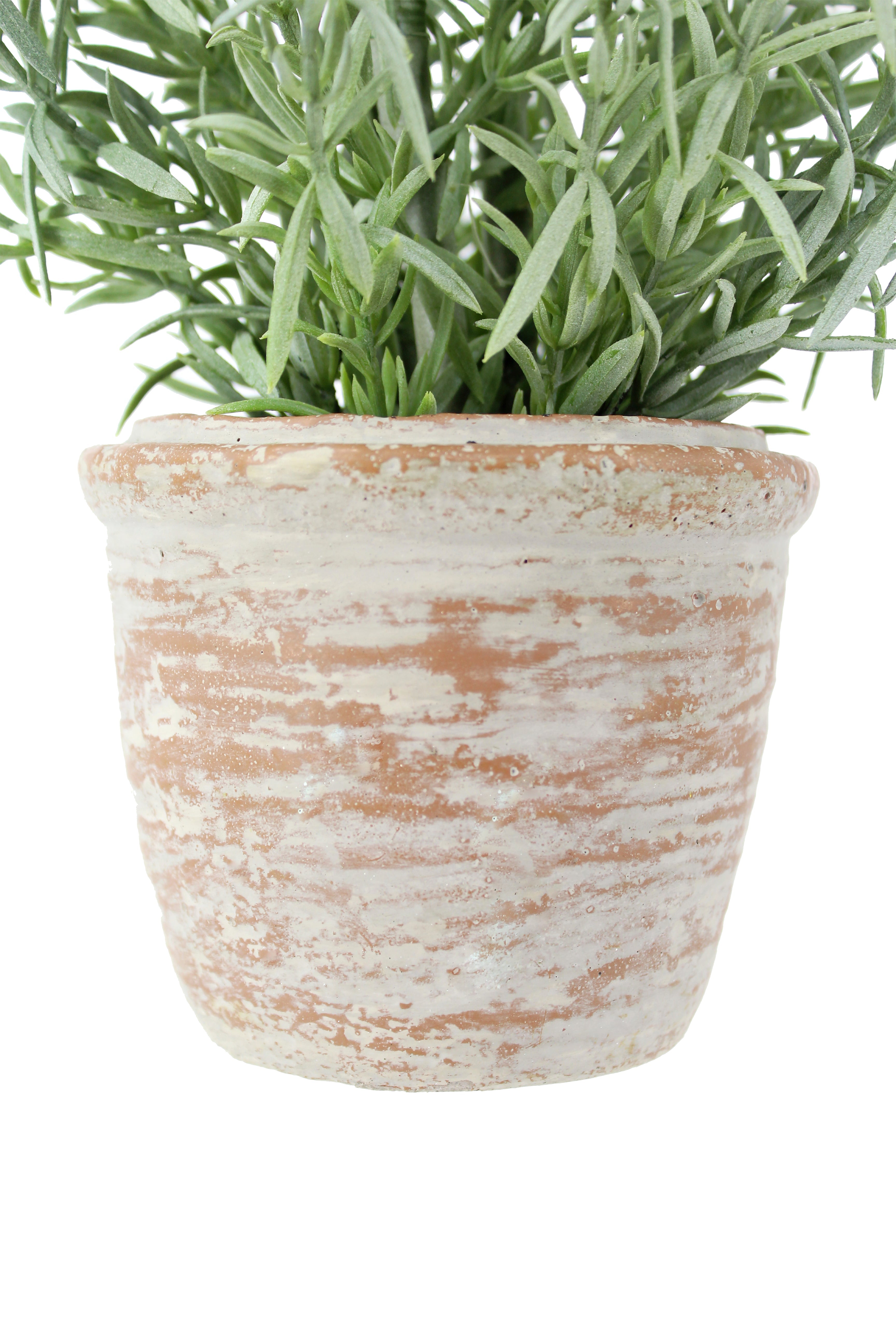 Elegant 12 Rosemary & 16 Olive Faux Topiary Set in Authentic Terracotta Pots