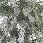 4' Flocked Cedar Tree - Lifelike Snow-Dusted Holiday Décor