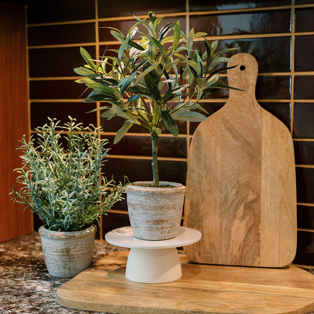 Elegant 12 Rosemary & 16 Olive Faux Topiary Set in Authentic Terracotta Pots