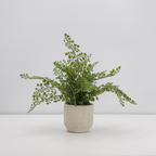 Faux Potted Snake and Fern Set