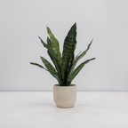 Faux Potted Snake and Fern Set